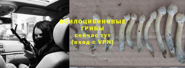 PSILOCYBIN Богородицк
